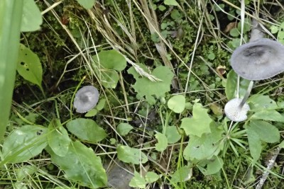 Entoloma mougeotii (1).JPG