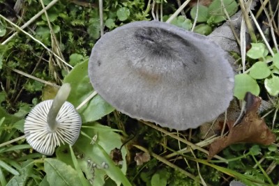 Entoloma mougeotii (2).JPG