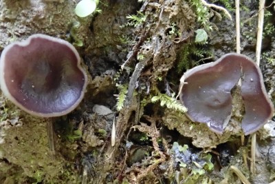 Daleomyces exogelatinosus (1).JPG