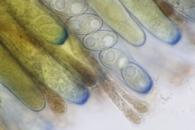 Daleomyces exogelatinosus mikr (6).JPG