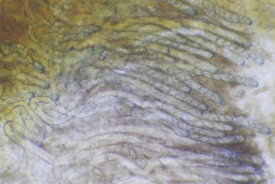Daleomyces exogelatinosus_400f (3).JPG