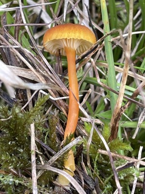 IMG_8895.JPG