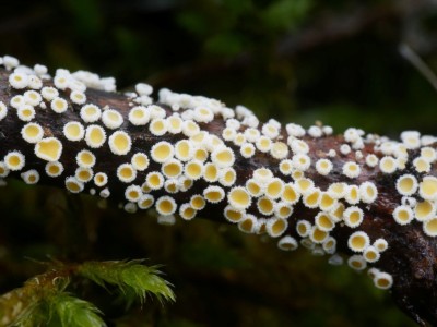 01 Capitotricha rubi P1250946.JPG