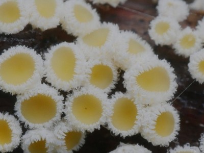 02 Capitotricha rubi P1250946.JPG
