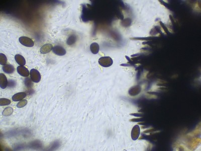 02 Coniochaeta ligniaria H2O_1000_16.jpg