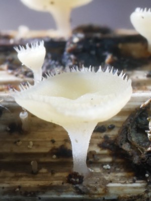 03_Cyathicula pallida P1260023.JPG