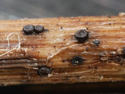 01 Heterosphaeria patella P1250979.JPG