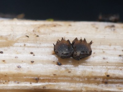 03_Heterosphaeria patella_P1260029.JPG