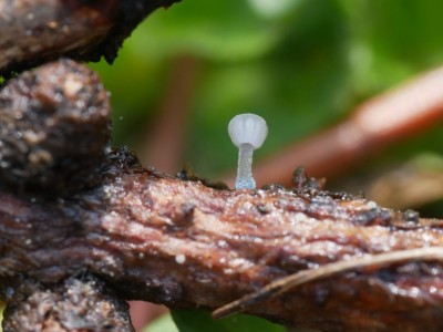 01 Mycena cyanorhiza P1250949.JPG