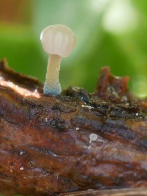 03_Mycena cyanorhiza P1250950.JPG