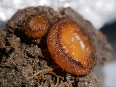02 Scutellinia scutellataP1250964.JPG
