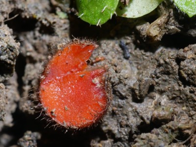 02 Scutellinia trechispora P1250966.JPG