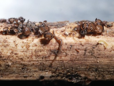 01 Trichopezizella relicina P1250995.JPG