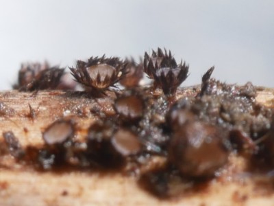03 Trichopezizella relicina P1250994.JPG