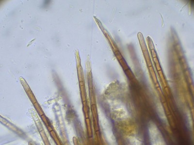 04 Trichopezizella relicina H2O_1000_7.jpg