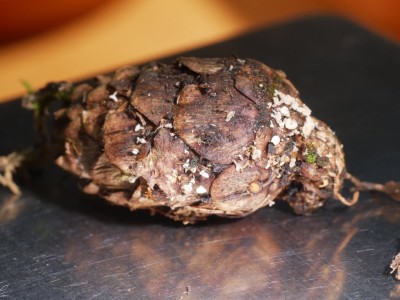 01 Lachnum virgineumP1260033.JPG