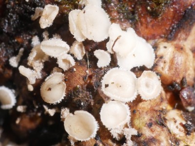 02 Lachnum virgineum P1260032.JPG