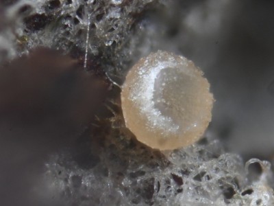 01 dryas Blatt.jpg