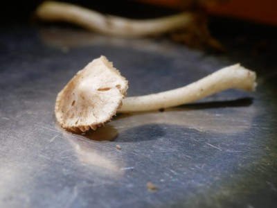 01 Inocybe geophylla P1250959.JPG
