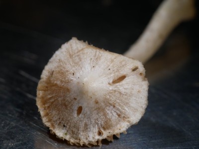 02 Inocybe geophylla P1250960.JPG