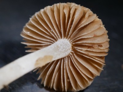 03 Inocybe geophylla P1250961.JPG