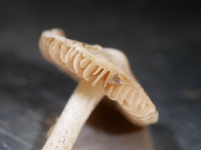 04 Inocybe geophyllaP1250962.JPG