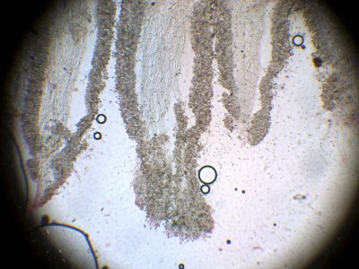 05 Inocybe geophylla H2O_100.jpg