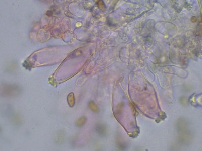 06 Inocybe geophylla H2O_1000.jpg