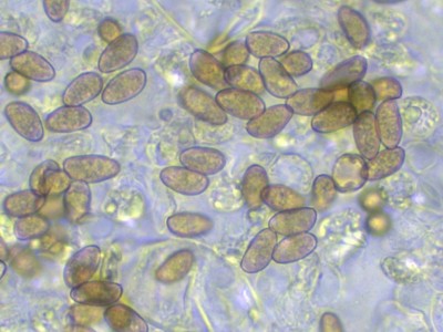 07 Inocybe geophylla H2O_1000_2.jpg