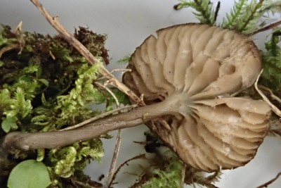 Entoloma serrulatum (2).JPG