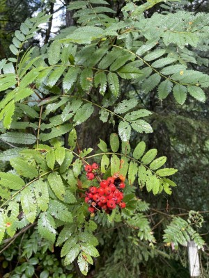 IMG_9047.JPG