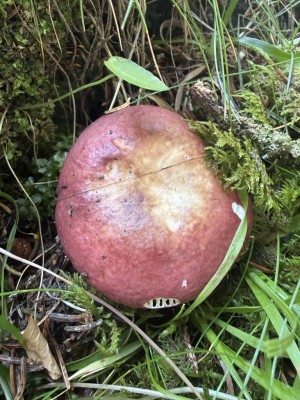 Russula oben.JPG