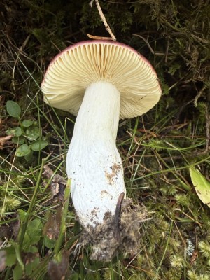Russula unten.JPG