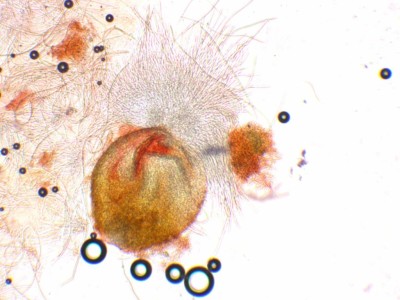 03 Cordyceps militaris CR_100_1.jpg