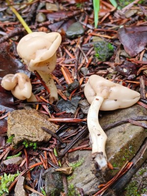 01 Helvella elastica IMG_20260822_104402.jpg