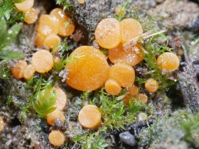 02 Pulvinula convexella P1260156.JPG