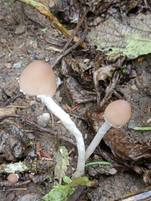 01 Coprinopsis marcescibilis 2026-08-22 09.09.10.jpg