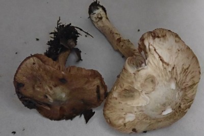 Inocybe corydalina (8).JPG