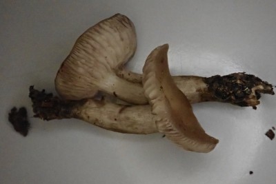 Lyophyllum deliberatum.JPG