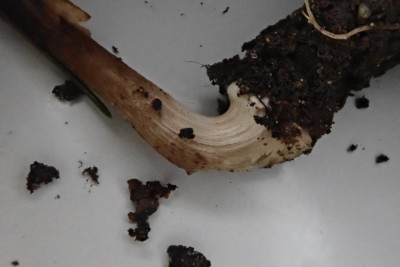 Inocybe calida (2).JPG