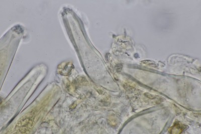 Inocybe calida mikr (8).JPG