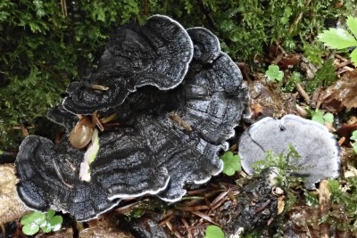 Phellodon niger (4).JPG