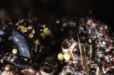 014681_ciliolarina_laricina_ARGE2026_001.jpg
