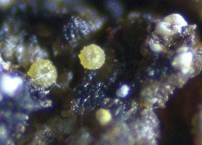 014681_ciliolarina_laricina_ARGE2026_003.jpg