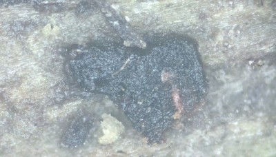 014661_ascobolus_xylophilus_ARGE2026_003.jpg