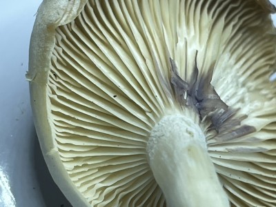 IMG_0116.JPEG