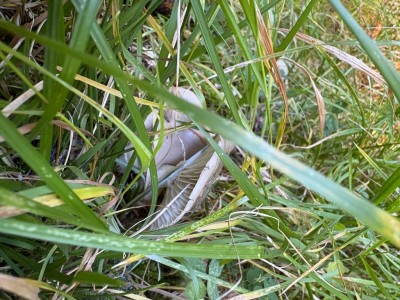 IMG_7843.jpeg