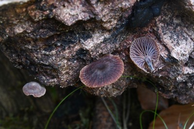DSC_1971.JPG
