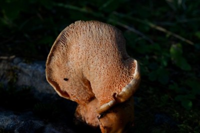 Hypomyces lateritius (Fr.) Tul. & C. Tul. (Hypocreaceae - Krustenkugelpilzverwandte) - Steinreizker-Kernpilz auf Lachsreizker (1).jpeg
