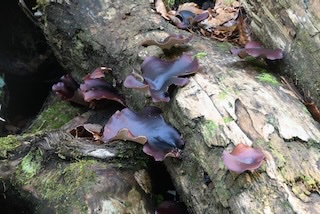 Picipes badius (Pers.) Zmitr. & Kovalenko (Royoporus badius, Polyporus badius) (Polyporaceae - Stielporlingsverwandte) - Kastanienbrauner Schwarzfuß-Stielporling (2).jpeg